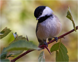 Black-capped Chickadee