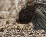  Porcupine