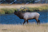  Elk