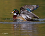  Wood Duck