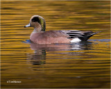 American Wigeon