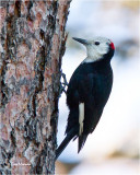  White-headed Woodpecker  (male)