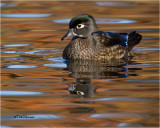  Wood Duck