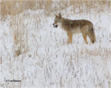  Coyote / Vole