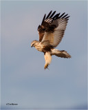 Rough-legged Hawk