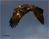  Bald Eagle  (juvenile)