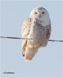  Snowy Owl