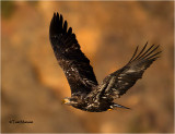  Bald Eagle  (juvenile)