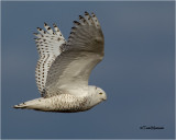  Snowy Owl