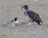 American  Magpie / Bald Eagle