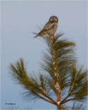  Northern Hawk Owl