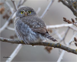  Northern Pygmy Owl