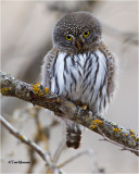  Northern Pygmy Owl