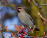 Bohemian Waxwing