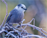 Gray Jay
