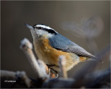  Red-breasted Nuthatch