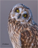  Short-eared Owl