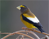 Evening Grosbeak