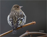 Pine Siskin