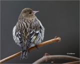  Pine Siskin