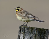 Horned Lark