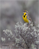  Western Meadowlark