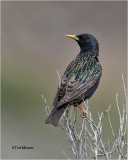  European Starling