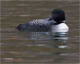 Common Loon