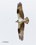 Osprey
