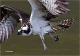 Osprey