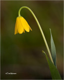  Yellow Bell