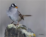  White-crowned Sparrow