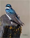  Tree Swallow