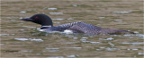Common Loon stretching his wing