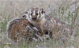 Badgers  I ran into 4 of these the other day and they were not happy with me