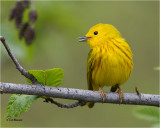   Yellow Warbler