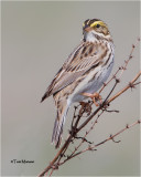 Savannah Sparrow