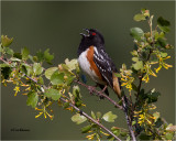Spotted Towhee