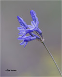 Brodiaea