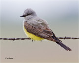 Western Kingbird