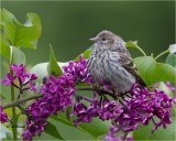 Pine Siskin