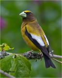 Evening Grosbeak