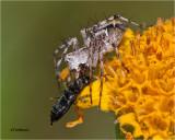 Lynx Spider