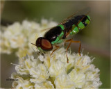 Soldier Fly (bee mimic)