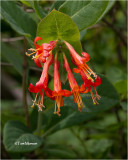  Honeysuckle