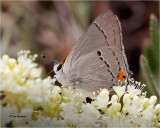  Gray Hairstreak