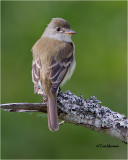  Willow Flycatcher