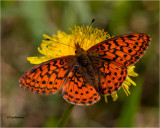 Western Fritillary 