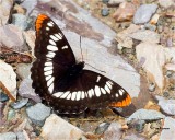  Lorquins Admiral 