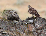 Red tailed Hawk